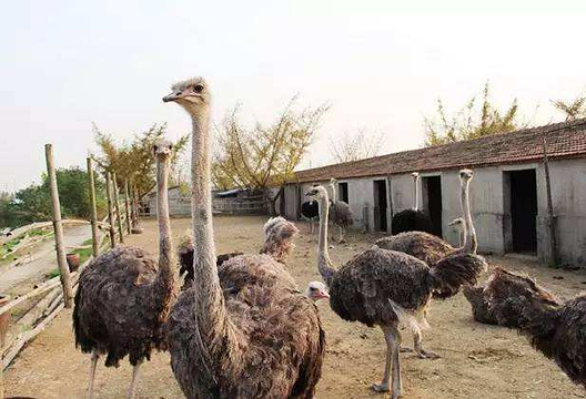 开沙岛动物园旅游景点图片