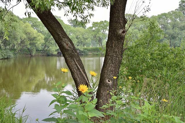 秦皇岛市海滨林场