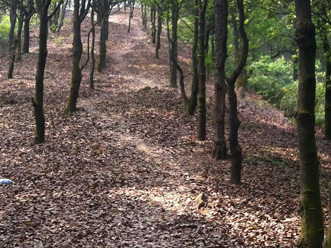 龙一村贝丘遗址