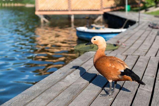野鸭湖国家湿地公园