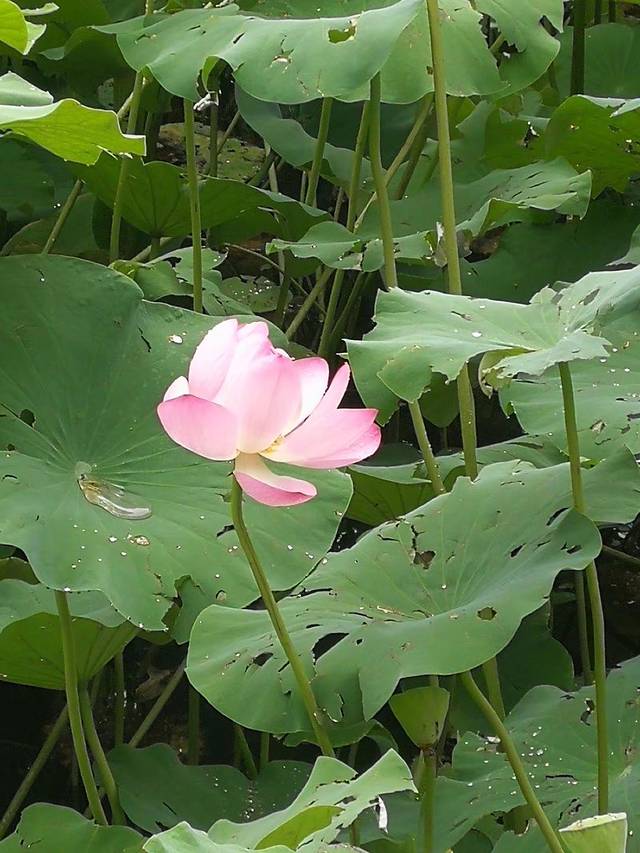 花卉园(华清南街)