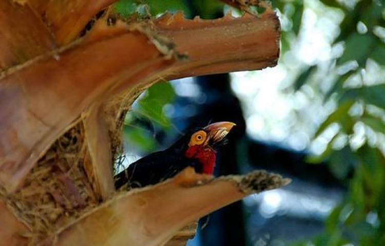 蒙特卡西诺飞鸟园