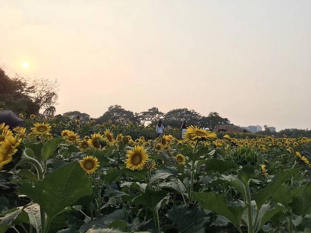 井山湖农耕文化公园