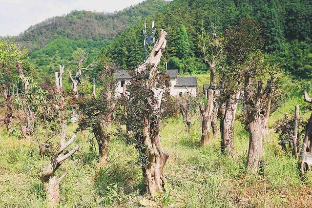 金溪桃韵景区