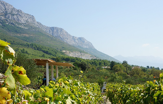 Putalj winery Split旅游景点图片