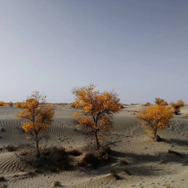 农一师一团住房资金管理中心-展示馆