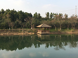新龙国家生态森林公园