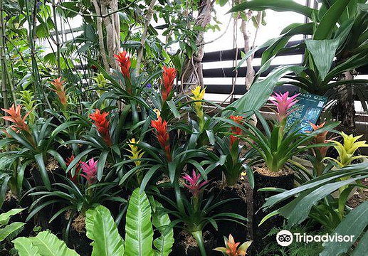 夢之島熱帶植物館旅游景点图片