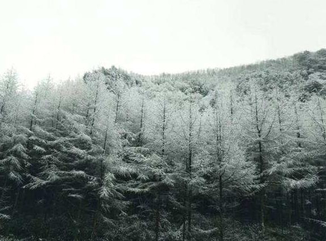 "...雪景漂亮之极，尤其是在寒潮袭击后的光雾山银装素裹，大地白雪皑皑，此时到这里就好像进入了童话世界_光雾山旅游景区"的评论图片