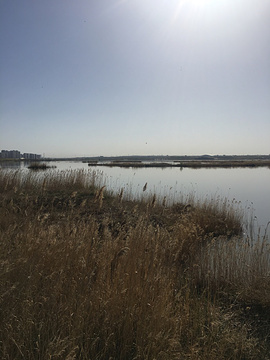红海子湿地公园的图片