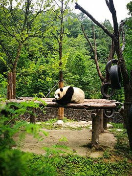 都江堰熊猫乐园景区