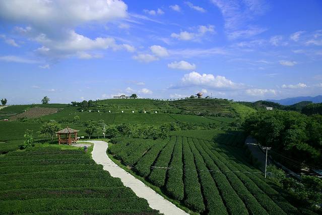 大明山万古茶园