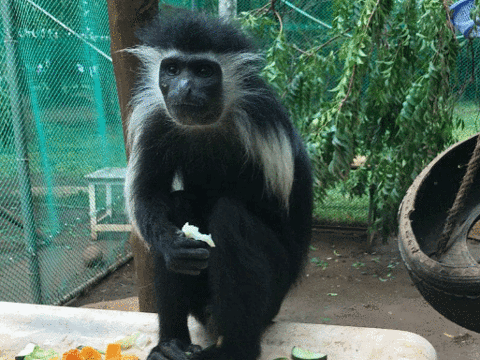 Colobus Conservation旅游景点图片