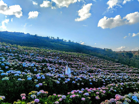 21南国花园 旅游攻略 门票 地址 问答 游记点评 澄江旅游旅游景点推荐 去哪儿攻略