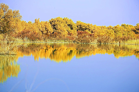 罗布泊地区湿地旅游景点图片