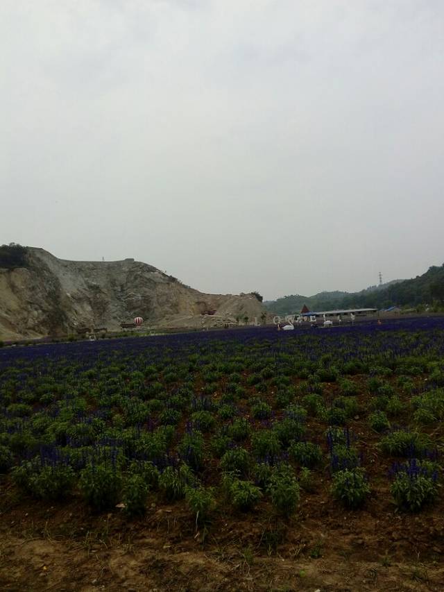 紫海国际熏衣草庄园