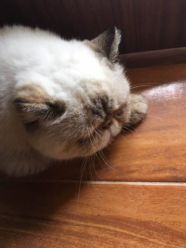 喵园·猫主题咖啡厅·撸猫·猫咖(国贸店)