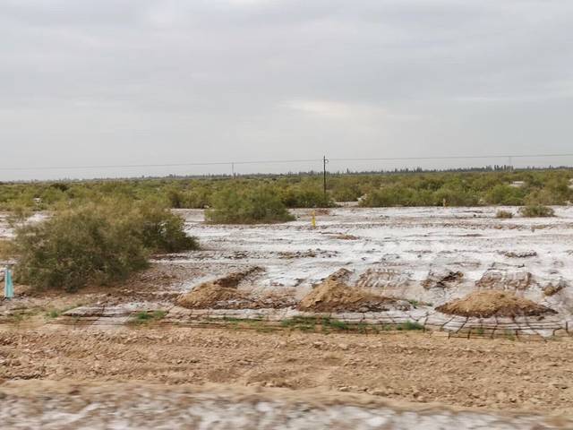 原林园-美人松原始森林