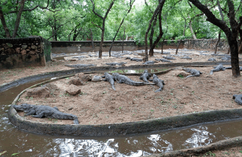 MadrasCrocodileBank