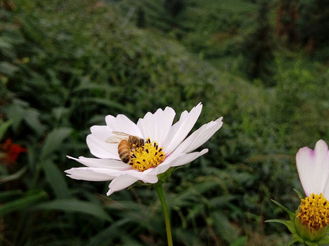 名山万亩茶园观光旅游景点旅游景点图片