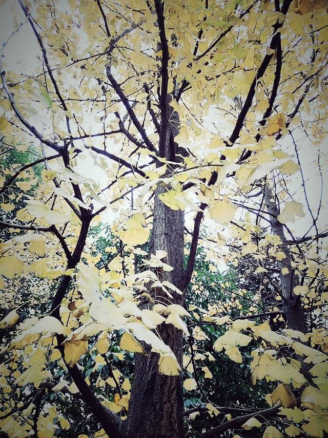 四川师范大学成都学院