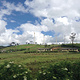 Ambewela农场