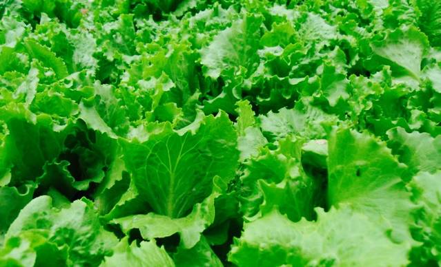 Rubio's Coastal Grill