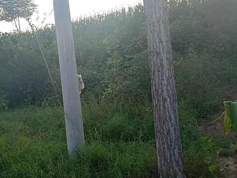 浚县卫华红薯种植专业合作社旅游景点图片