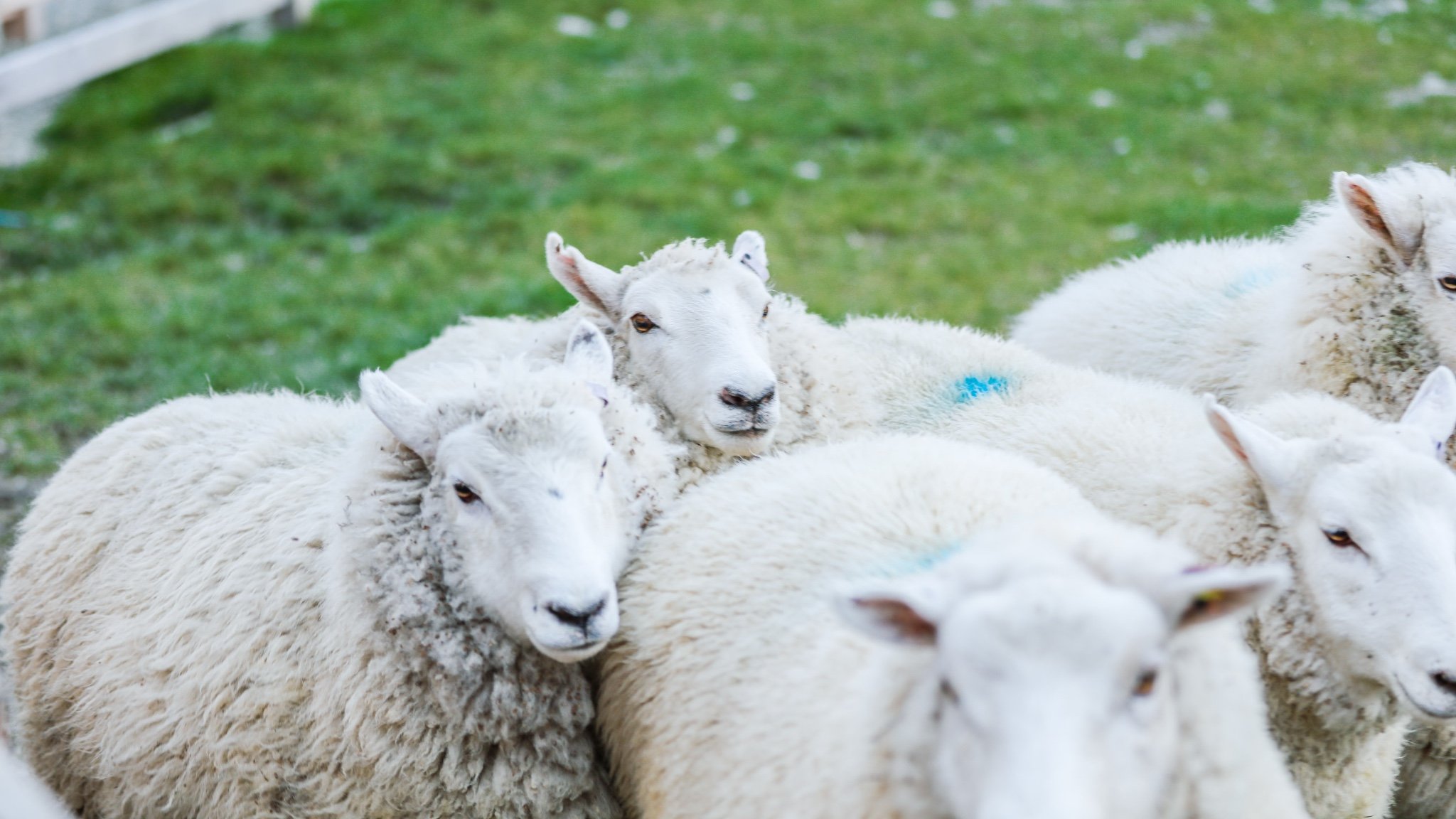 是皇后镇保龄球和网球俱乐部的发源地几维
