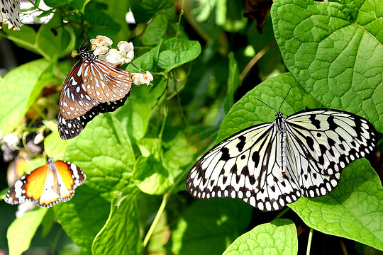 槟城蝴蝶园旅游景点图片