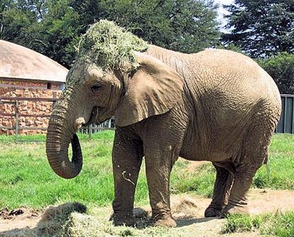 约翰内斯堡动物园