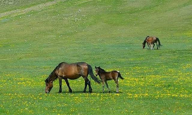 天保那苏图草原旅游度假区
