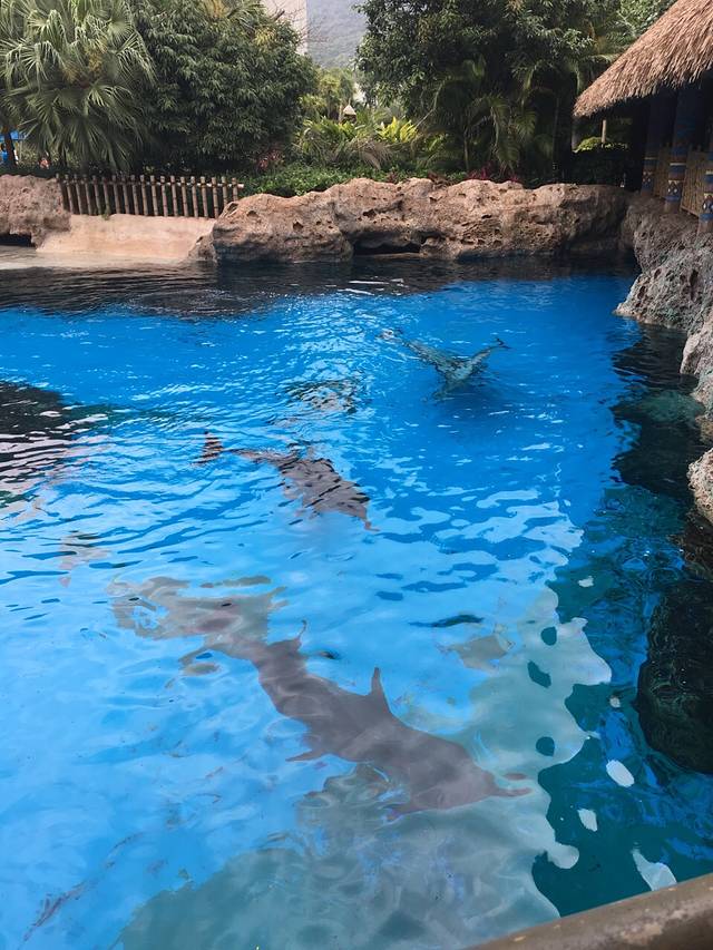 珠海长隆海洋王国-海豚湾