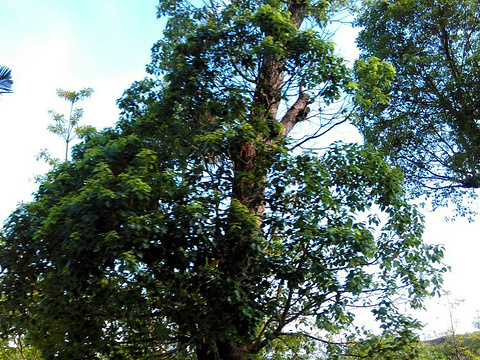 海上田园桃林苑