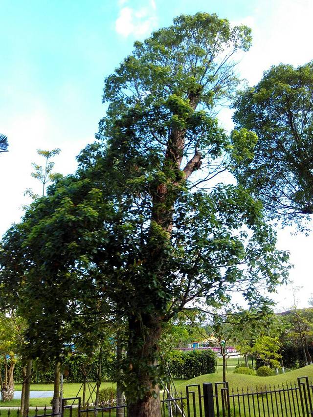 海上田园桃林苑