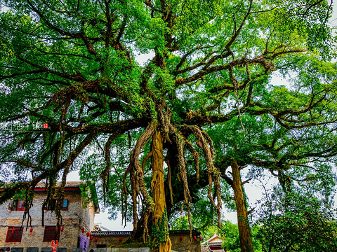 龙爪榕