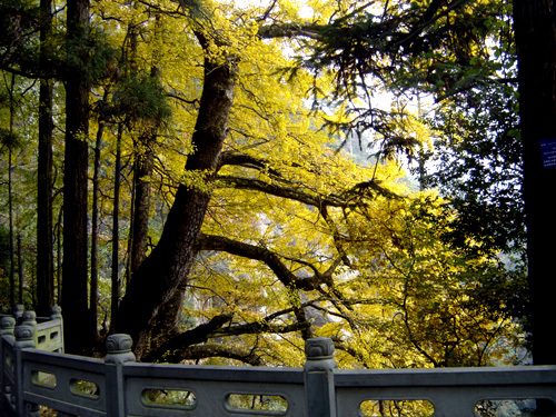 天目山自然保护区-五世同堂