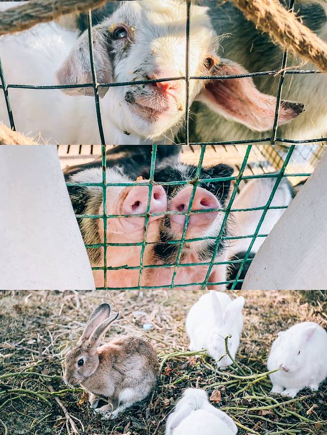 小灶村体验农场