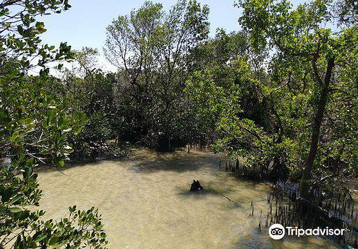 Mangrove Nursery旅游景点图片