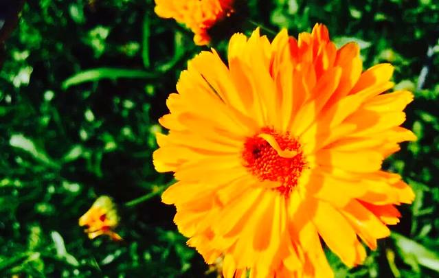 陕西师范大学(雁塔校区)-牡丹园