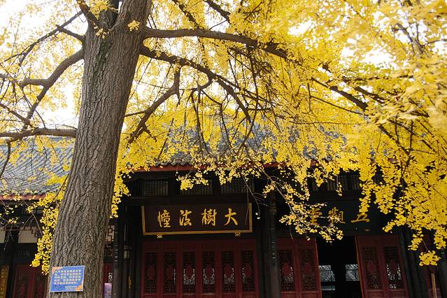 大慈茶社(大慈寺店)