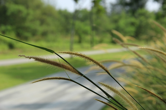 Lorong Halus Wetland旅游景点图片