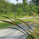 Lorong Halus Wetland