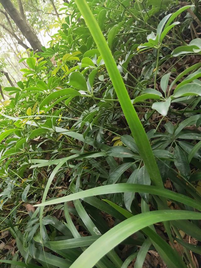 光明新区光明农场草莓园