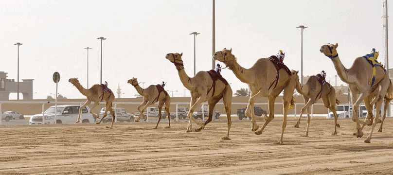 艾尔沙哈尼亚骆驼赛场旅游景点图片