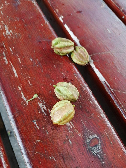 一串串的粉红花蕊似烟花乍放,这红花玉蕊让金花茶公园增色不少-珲春旅游攻略-游记-去哪儿攻略