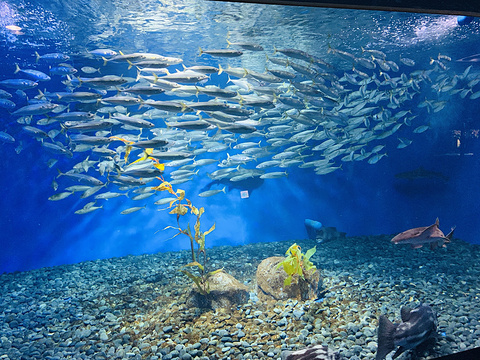 济州岛水上星球水族馆