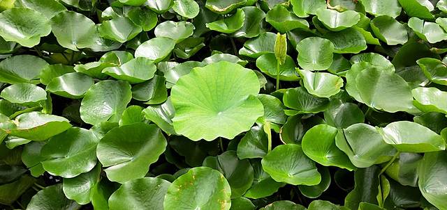 李村河生态全景示范园