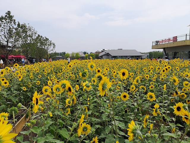 百果园(中国北京世界园艺博览会店)