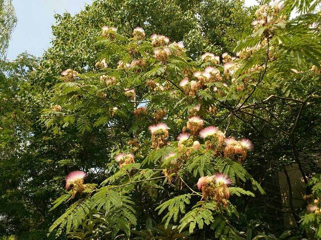 黄花塘新四军军部纪念馆